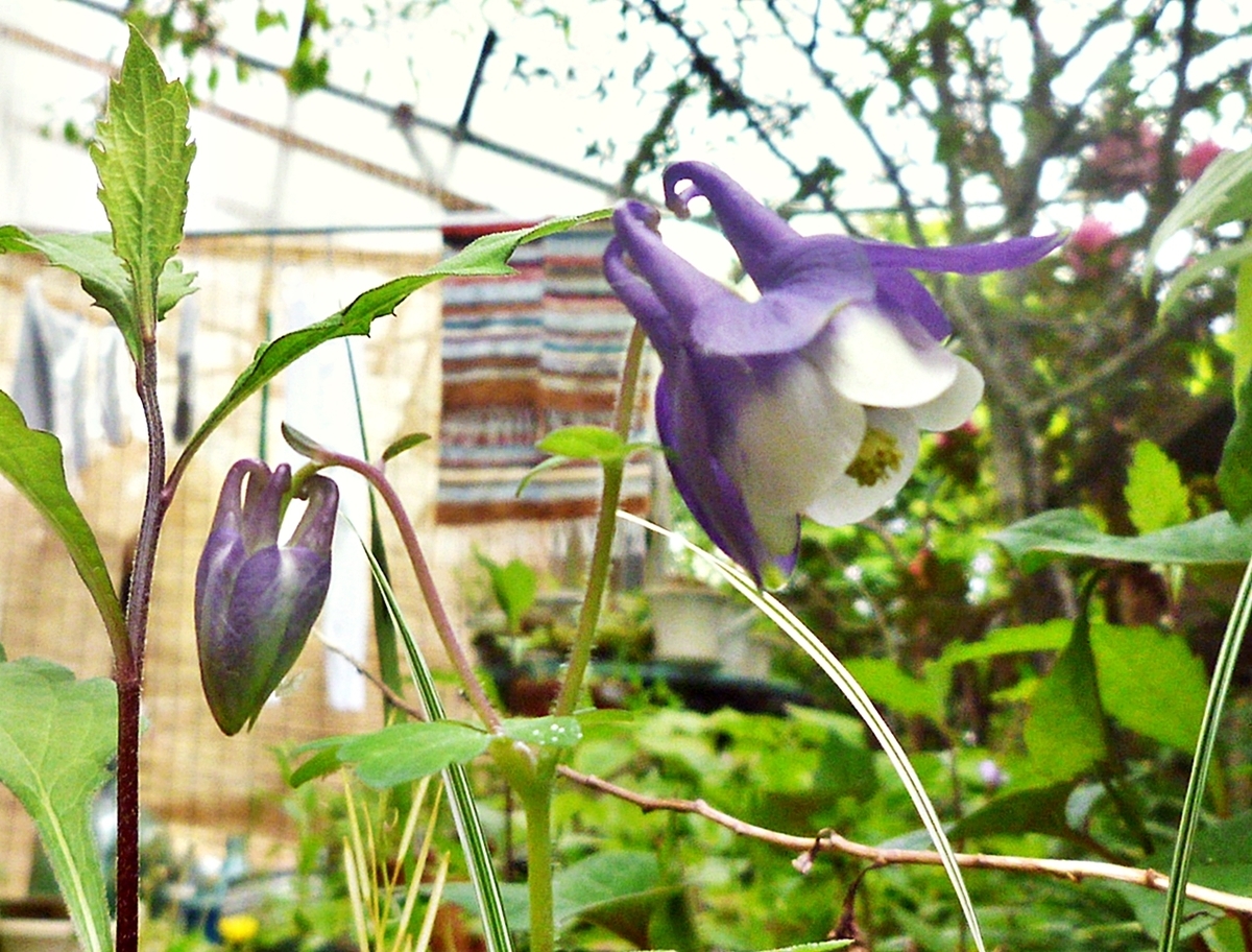 小さい紫色の花