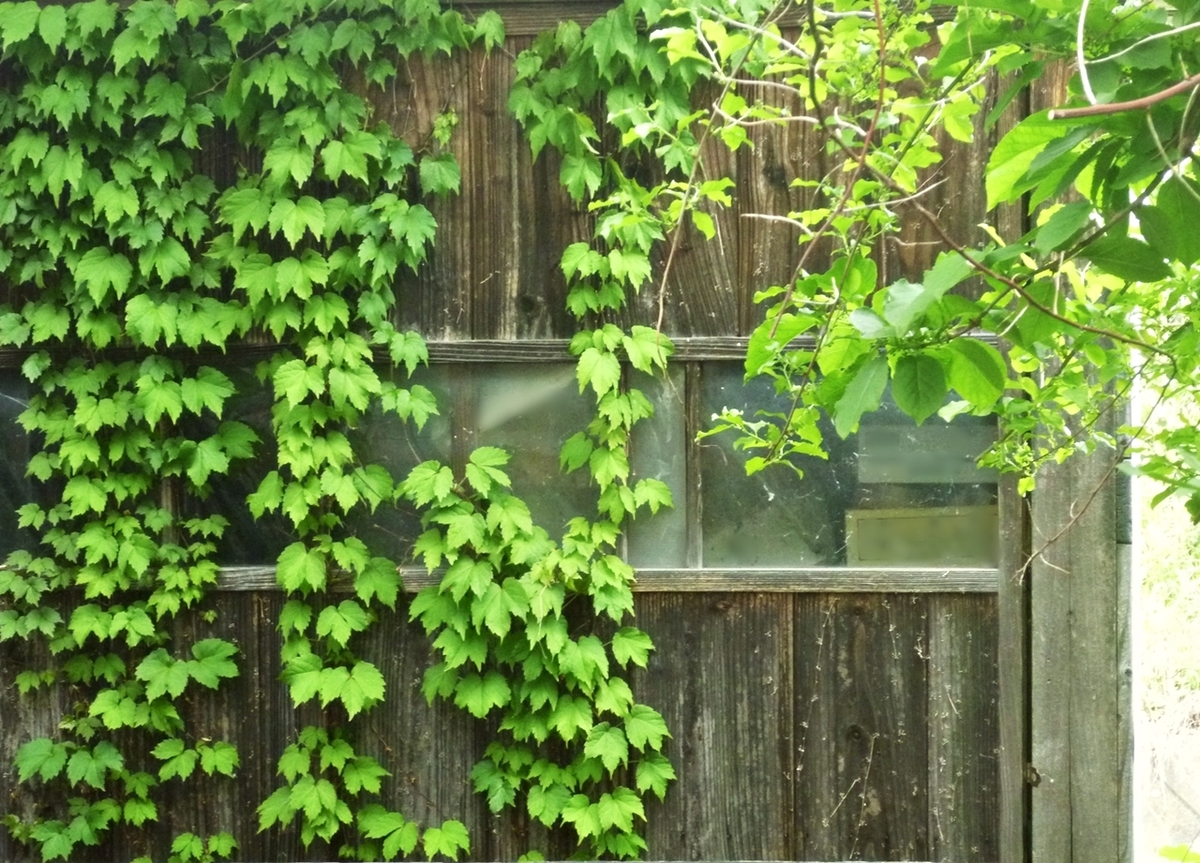 裏庭の小屋
