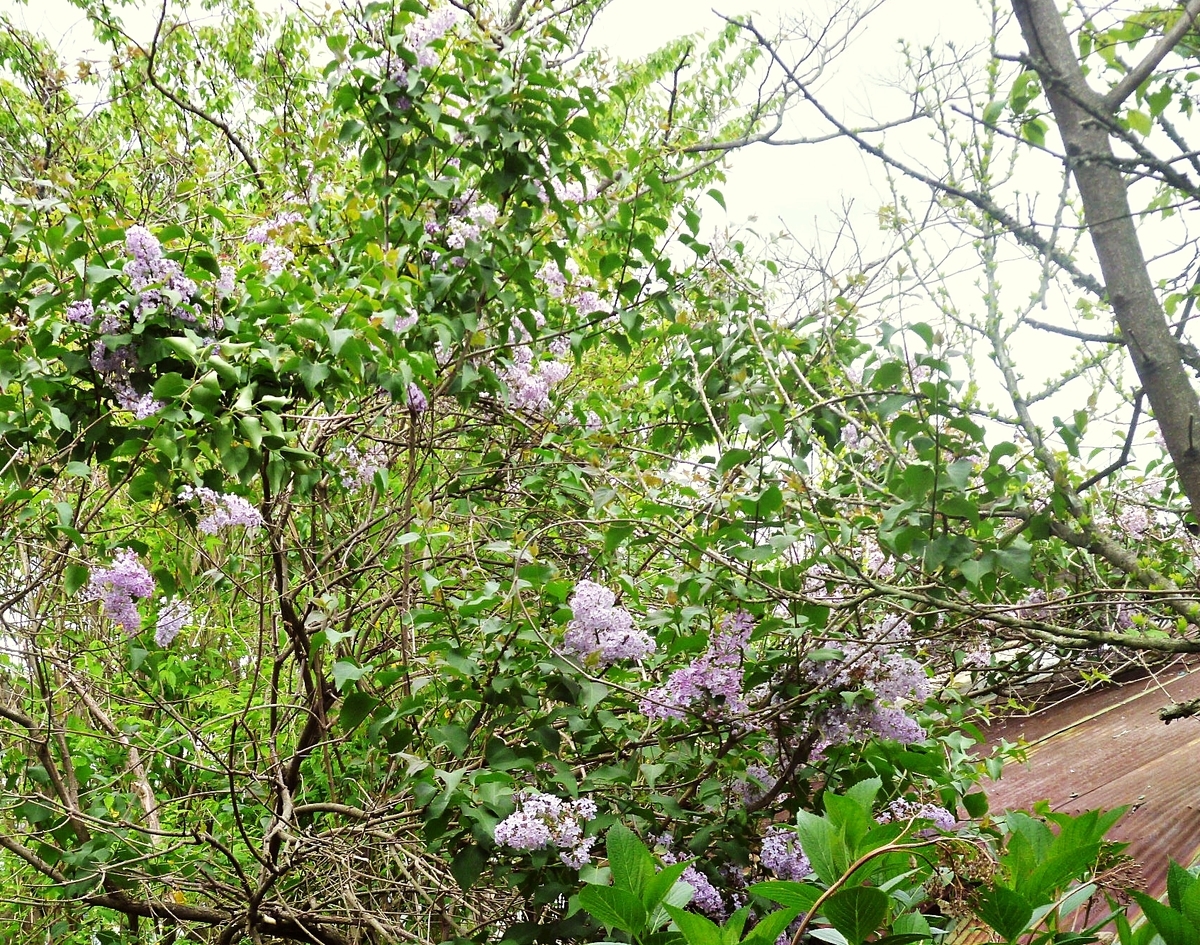 ジャカランダ