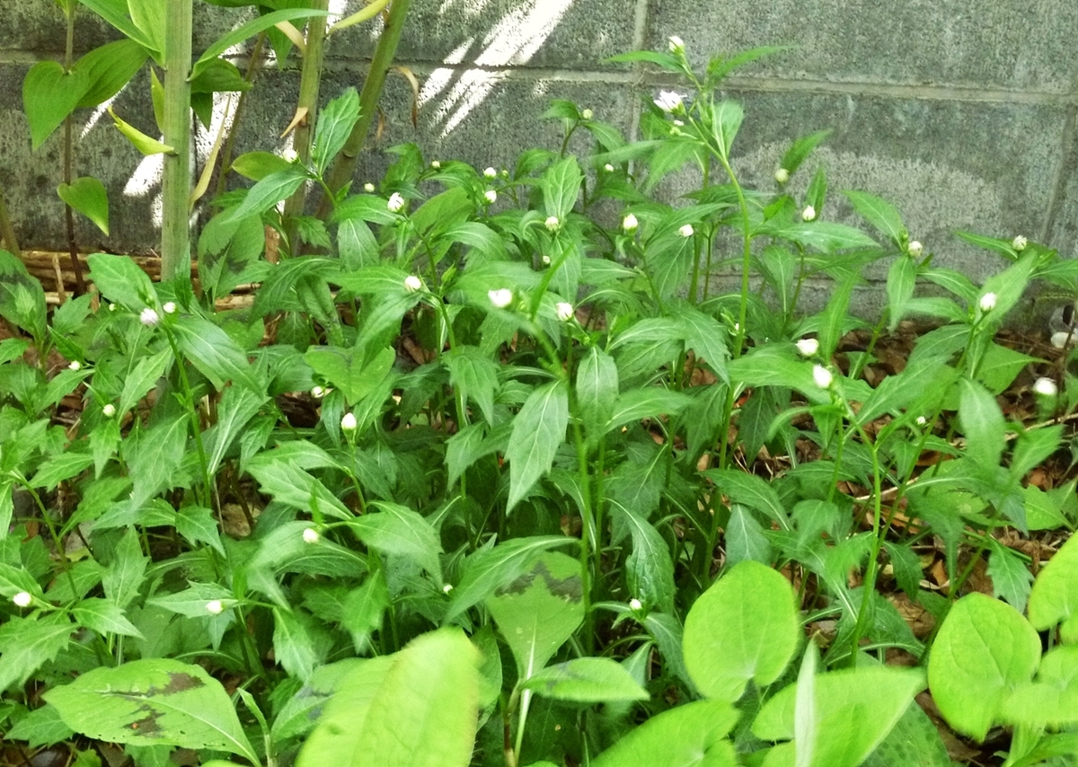 おうち時間 庭 小さな菊