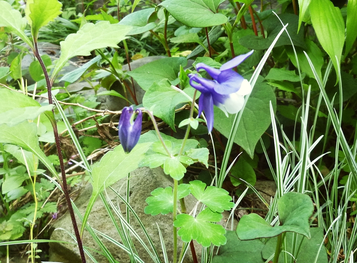 おうち時間 庭 紫の花