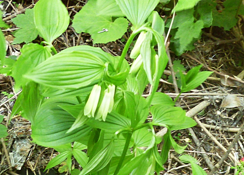おうち時間 庭 白い蕾