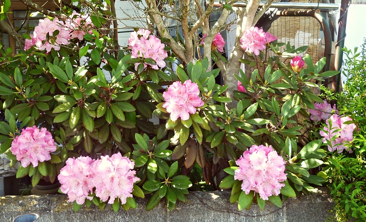 おうち時間 庭 裏庭 散歩