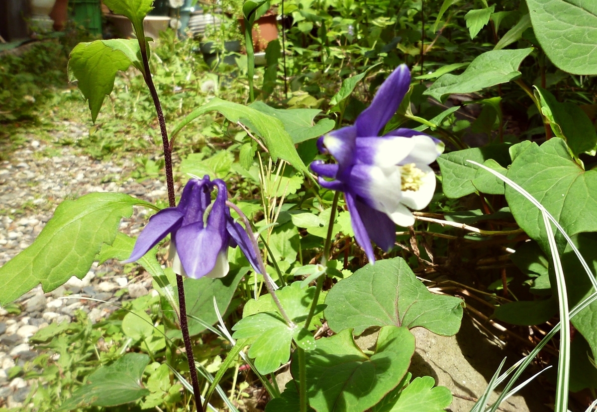 紫と白の花