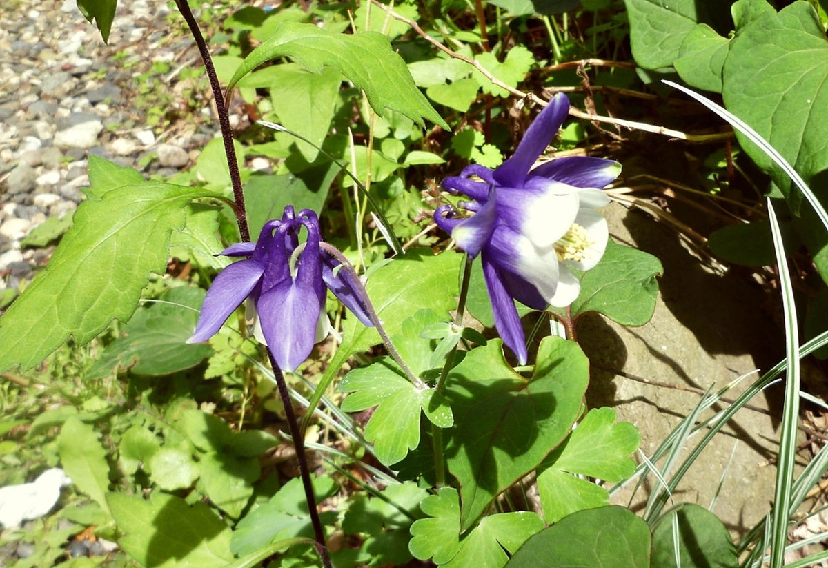 名前のわからない紫の花