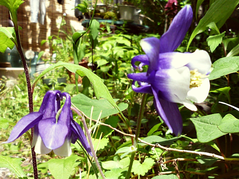 紫と白の花