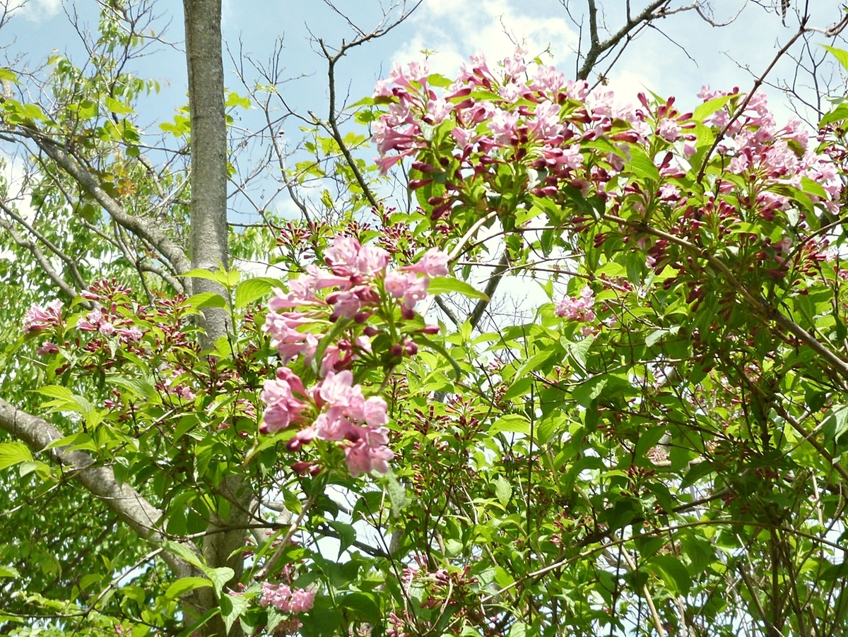 ピンクの花