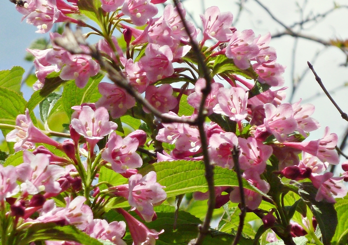 ピンクの花