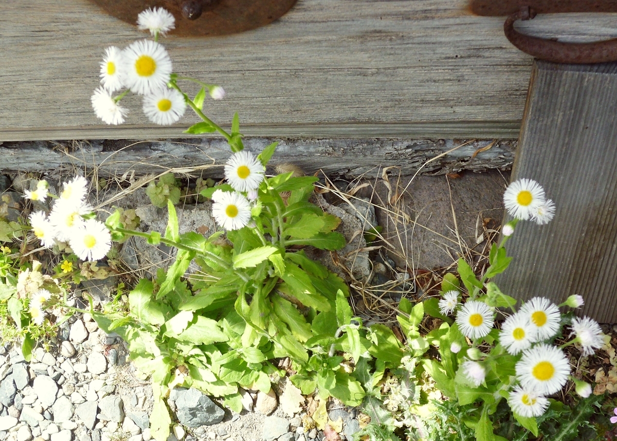 雑草の菊