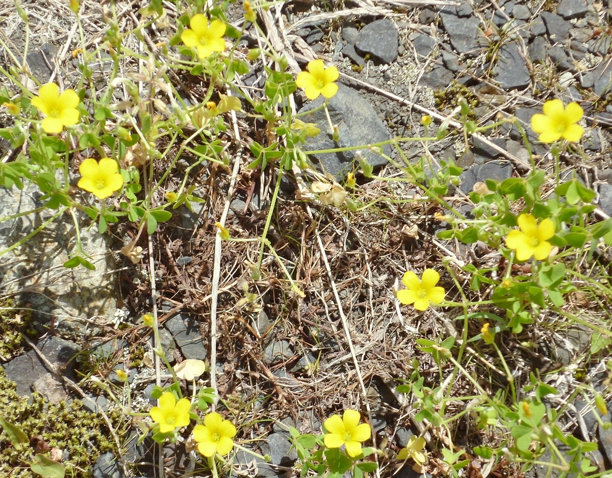 黄色い雑草