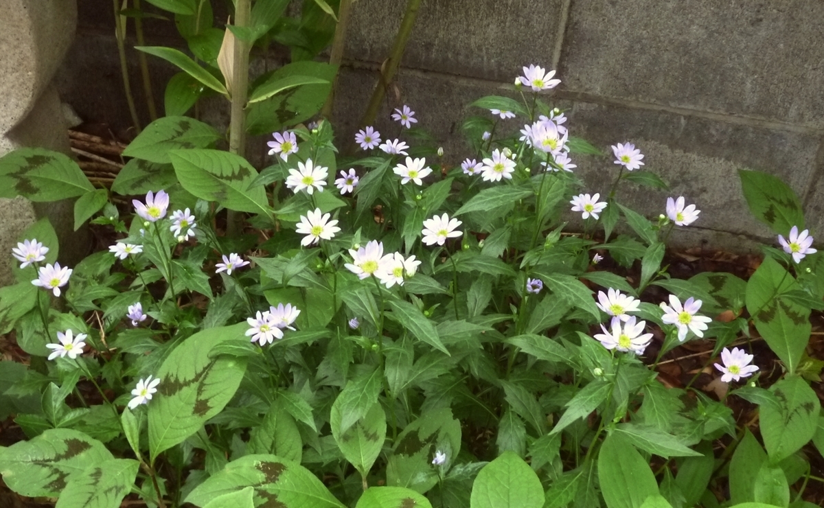 本当は薄紫色のなんとか菊