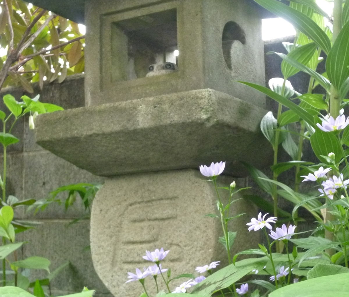 石灯篭とカエルの置物と小さい菊