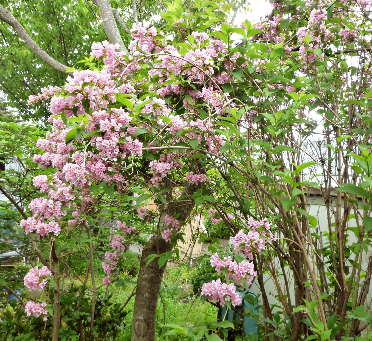 ツツジの小さいのが集まったみたいな花