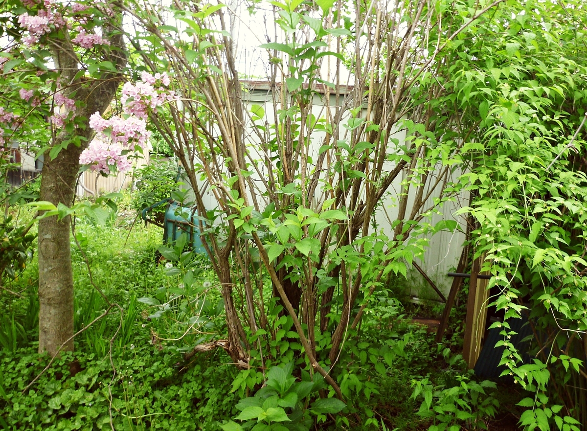 ピンクの花の幹と根元