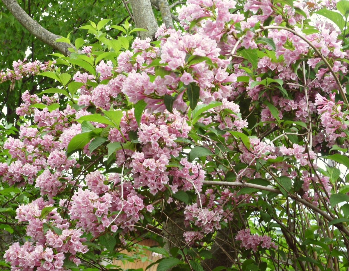 ピンクの花のアップ