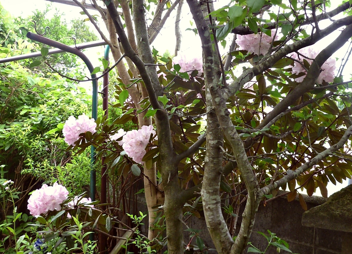 まだ咲いているシャクナゲ