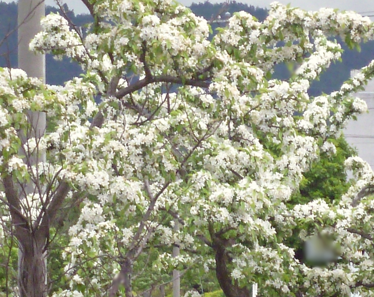 白いモコモコ咲いた街路樹
