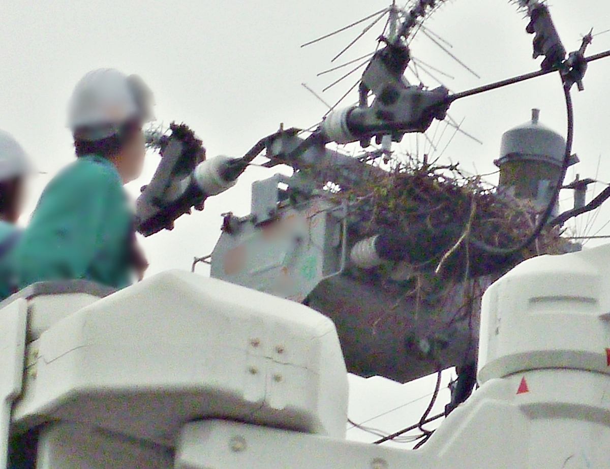 カラスの巣 撤去作業