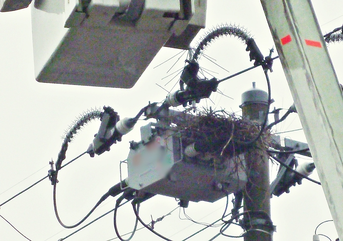 カラスの巣 撤去作業