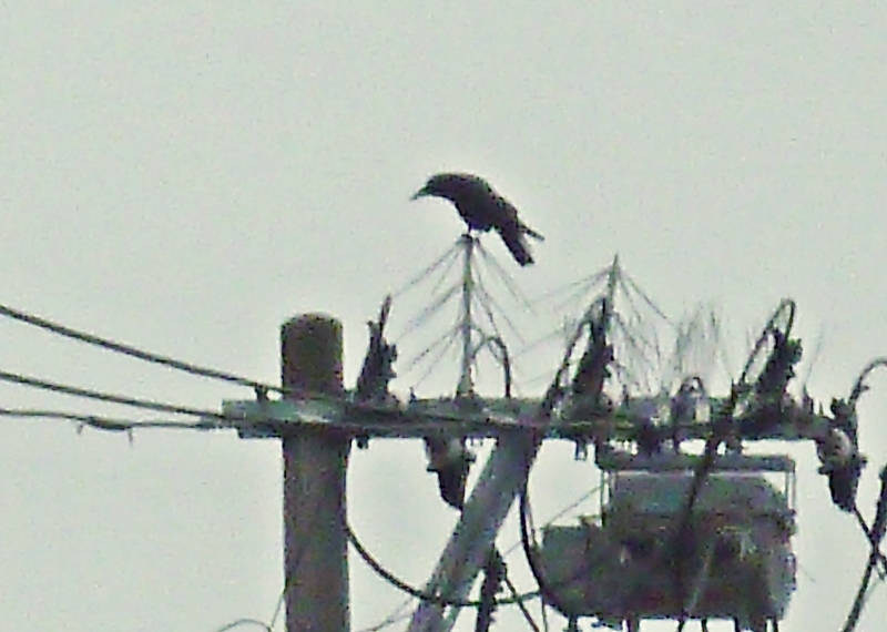 撤去作業を眺めるカラス