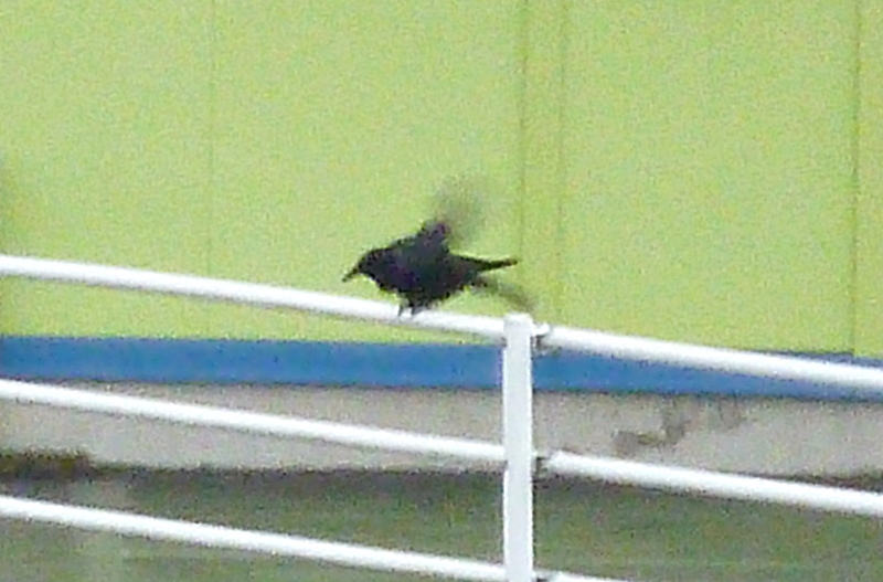 巣を撤去されたカラス