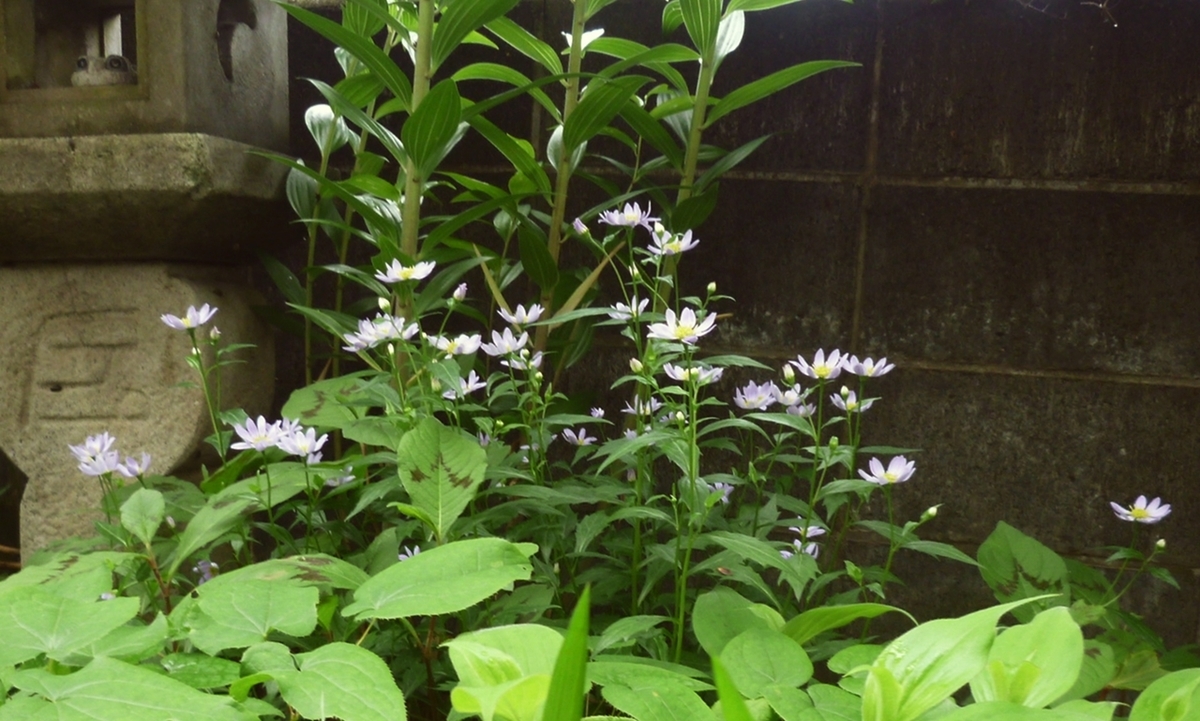 薄紫色の小さい菊