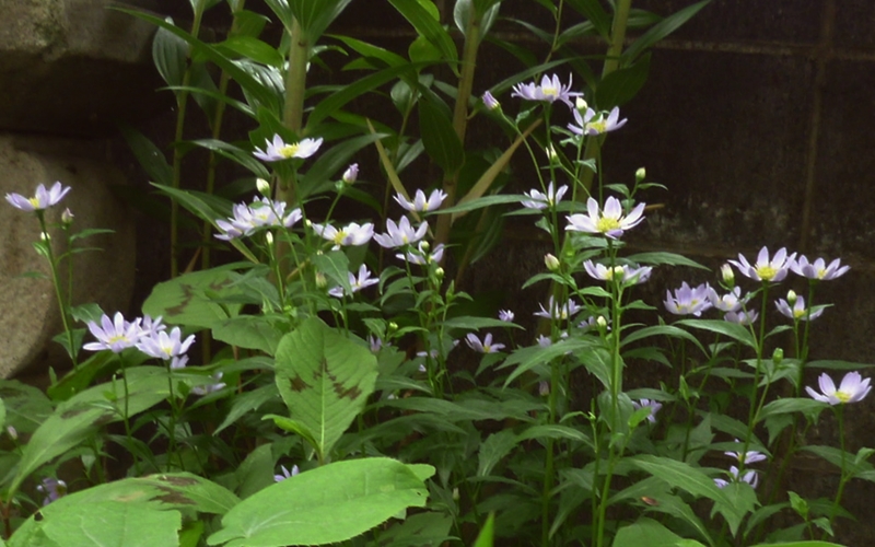 薄紫色の小さい菊