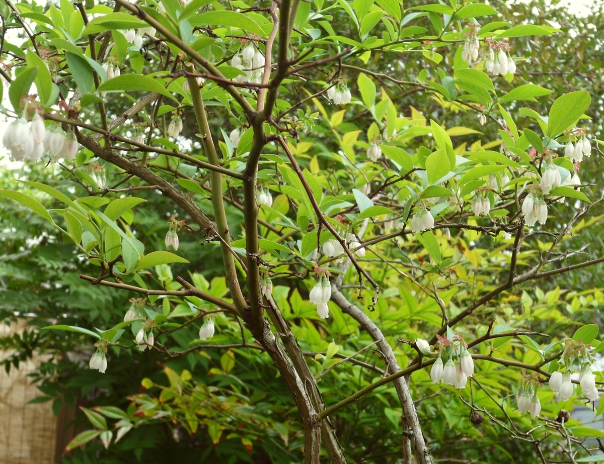 ドウダンツツジ？