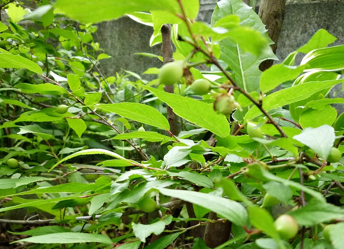 何かのつぼみ