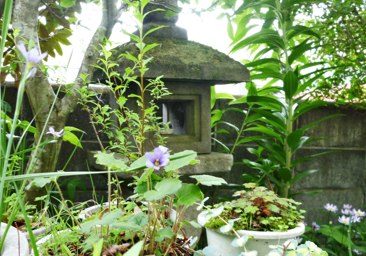 薄紫色の花に囲まれるカエルの置物