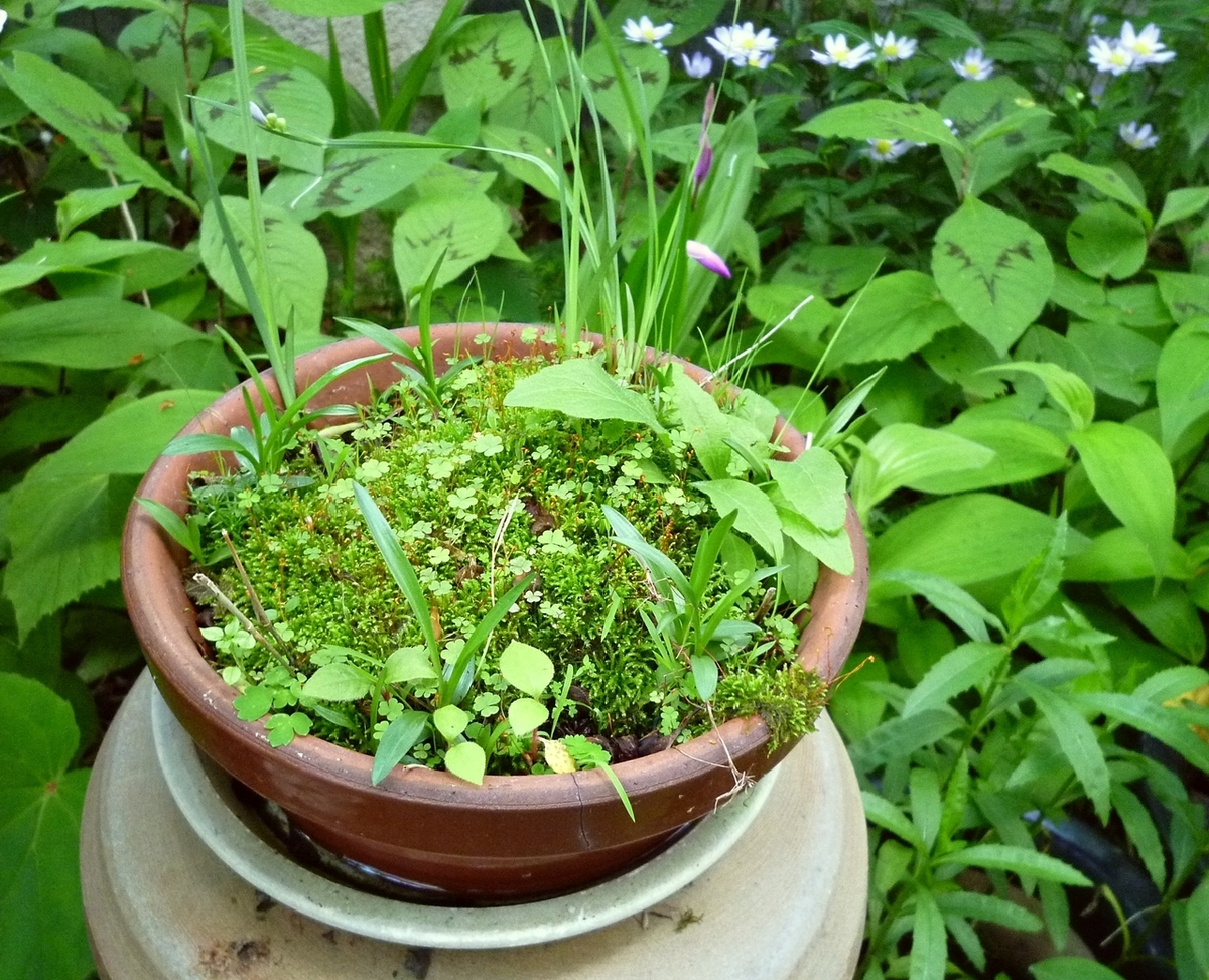 庭 鉢植え 苔