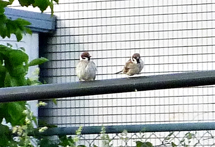 スズメのカップル