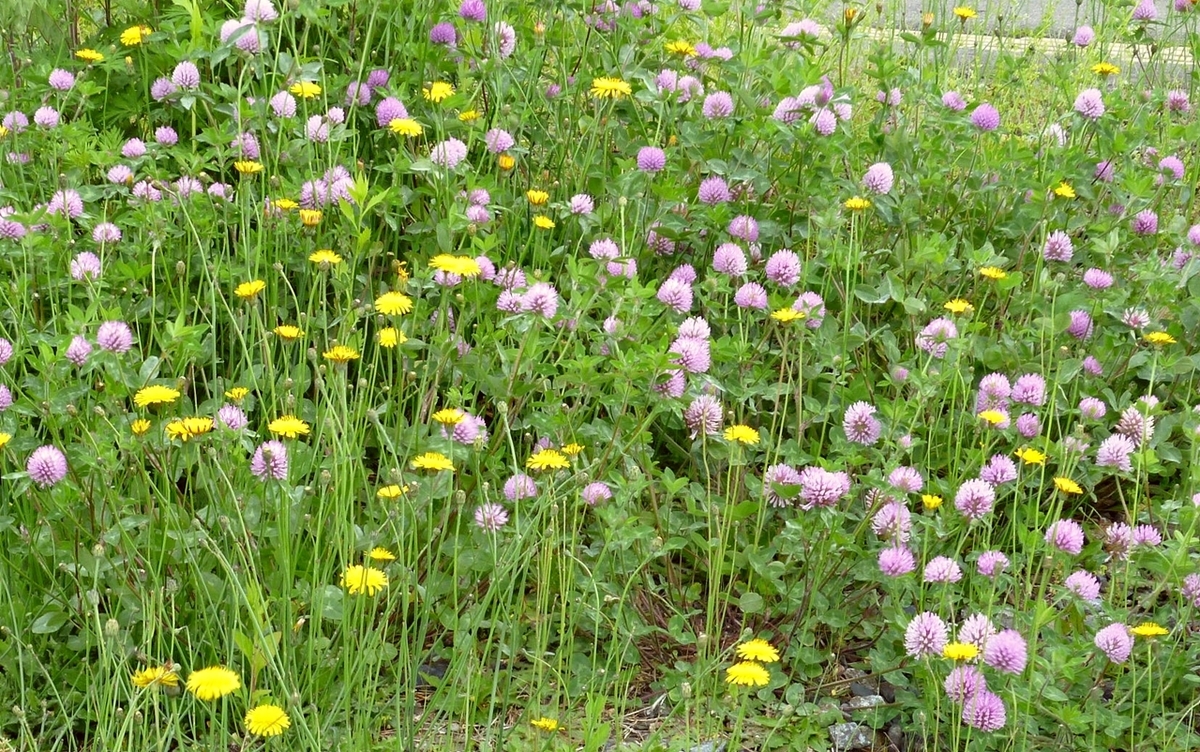 タンポポなどの雑草地帯