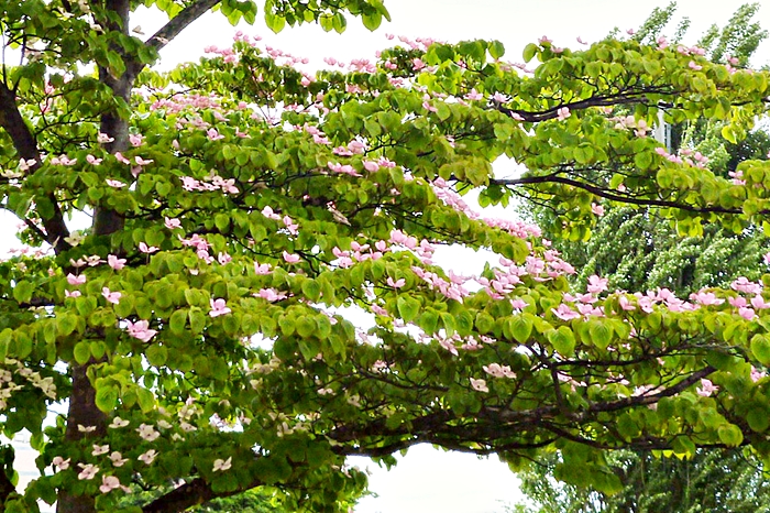 公園の木 ピンクの花