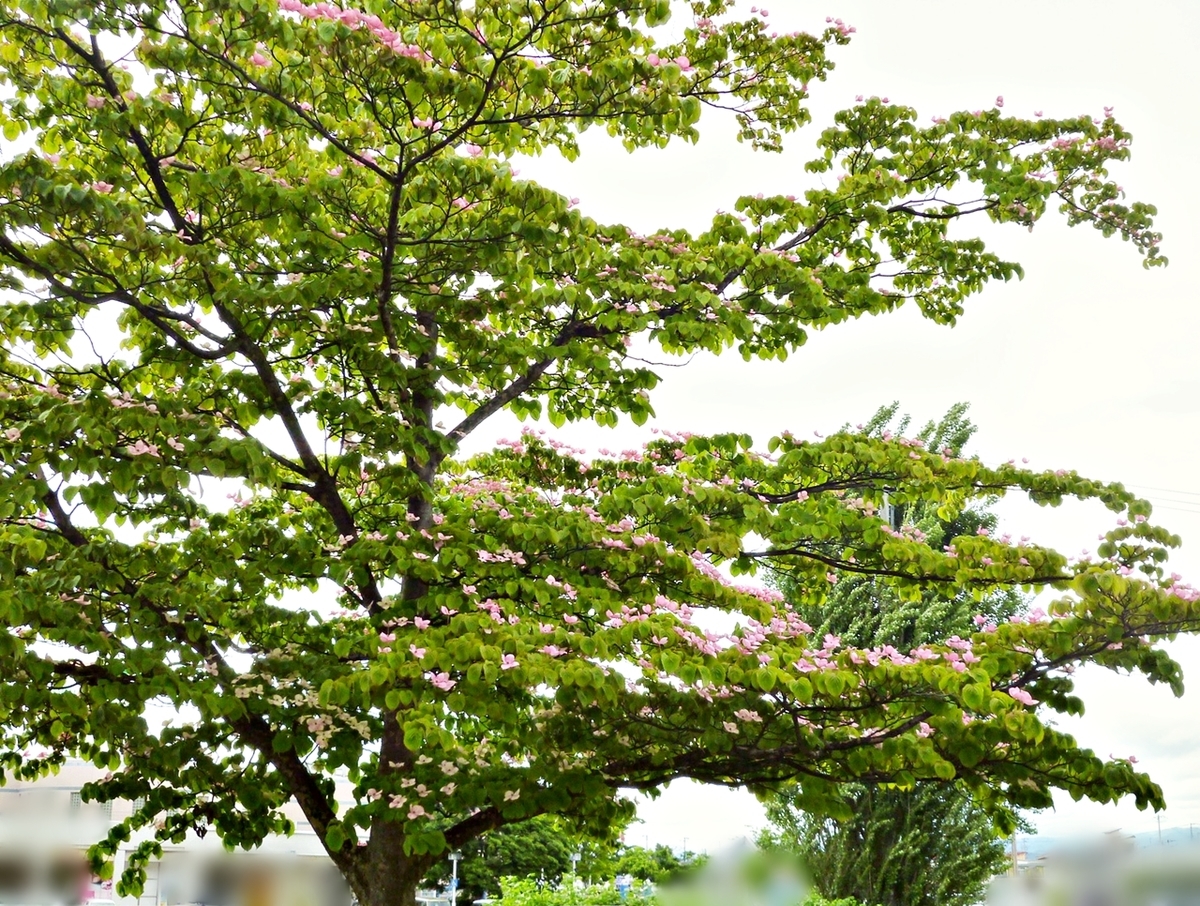 大きな木のピンクの花