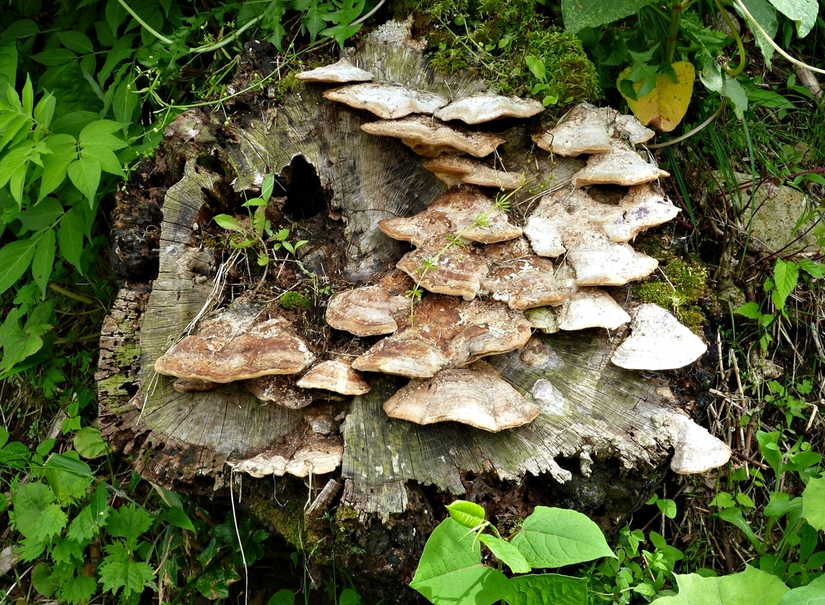 大木の切り株に生えたキノコ