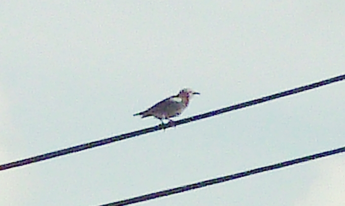 ムクドリ オス