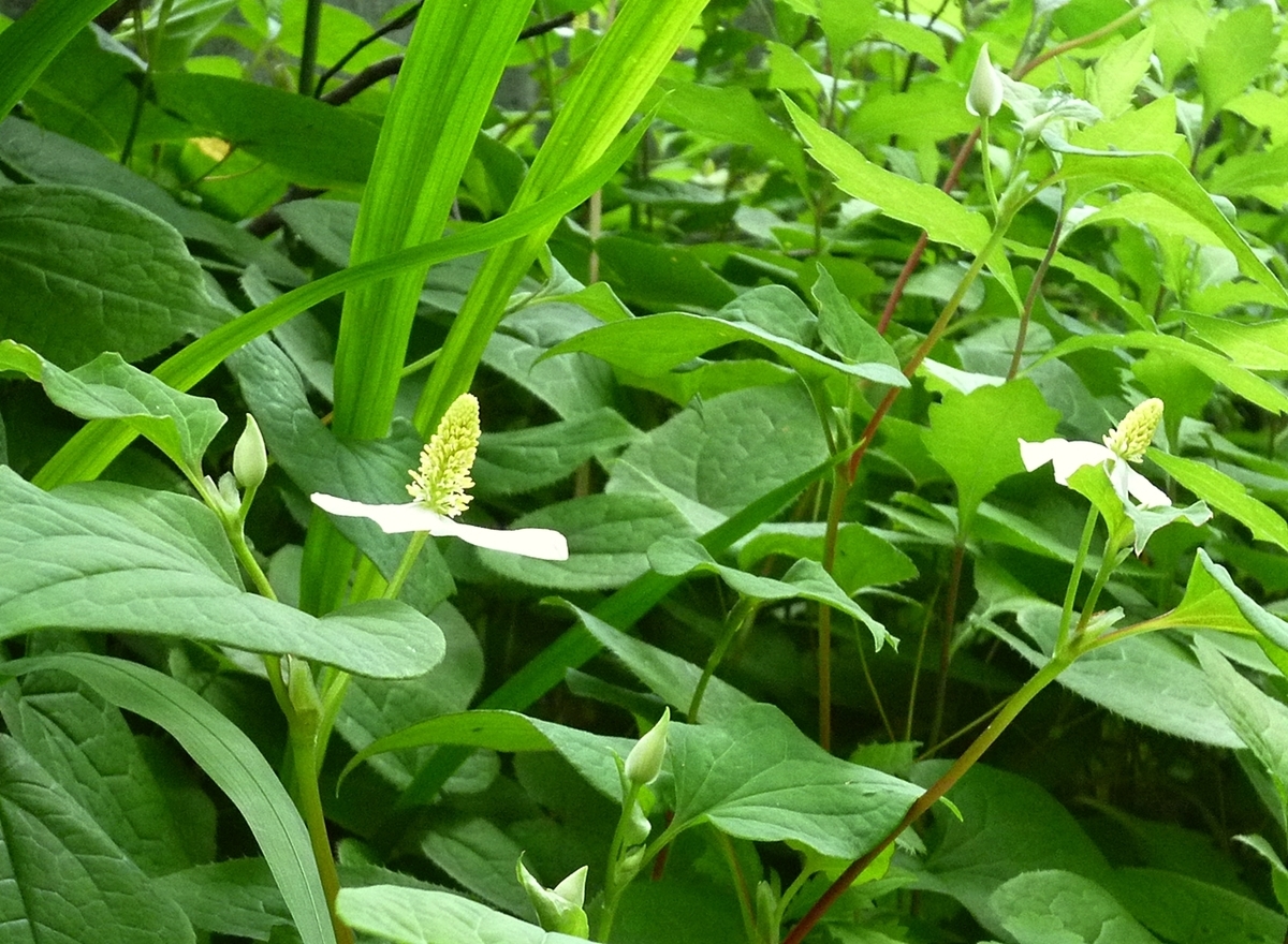 ドクダミ 花