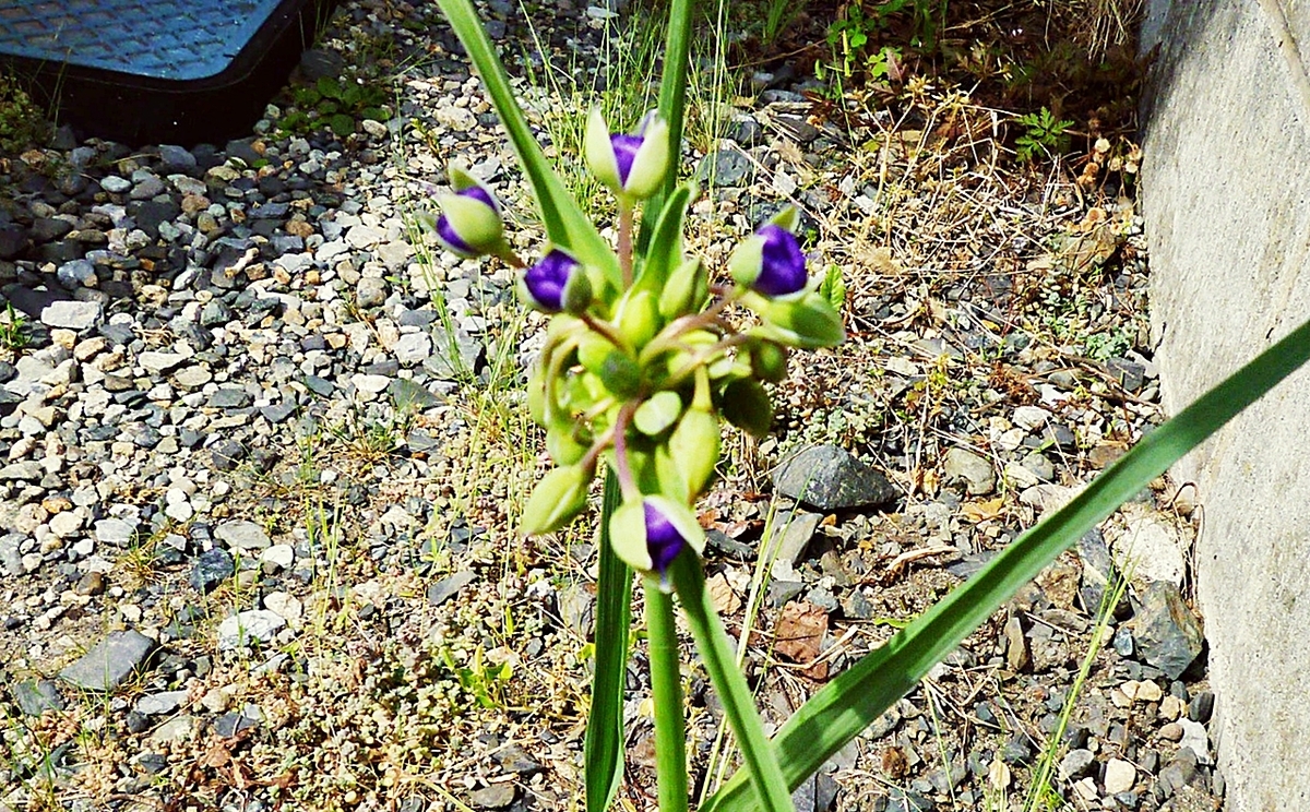 ツユムラサキの蕾 つぼみ