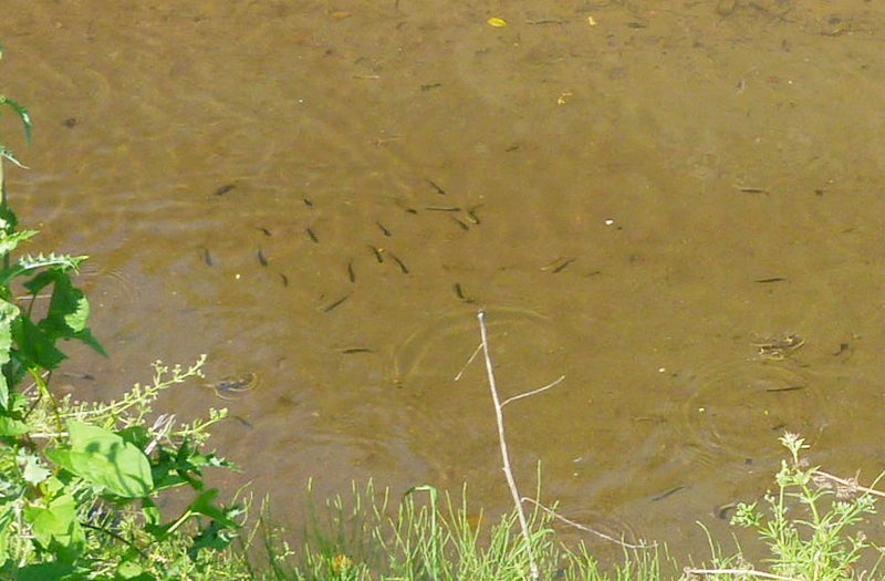 川の中の魚群