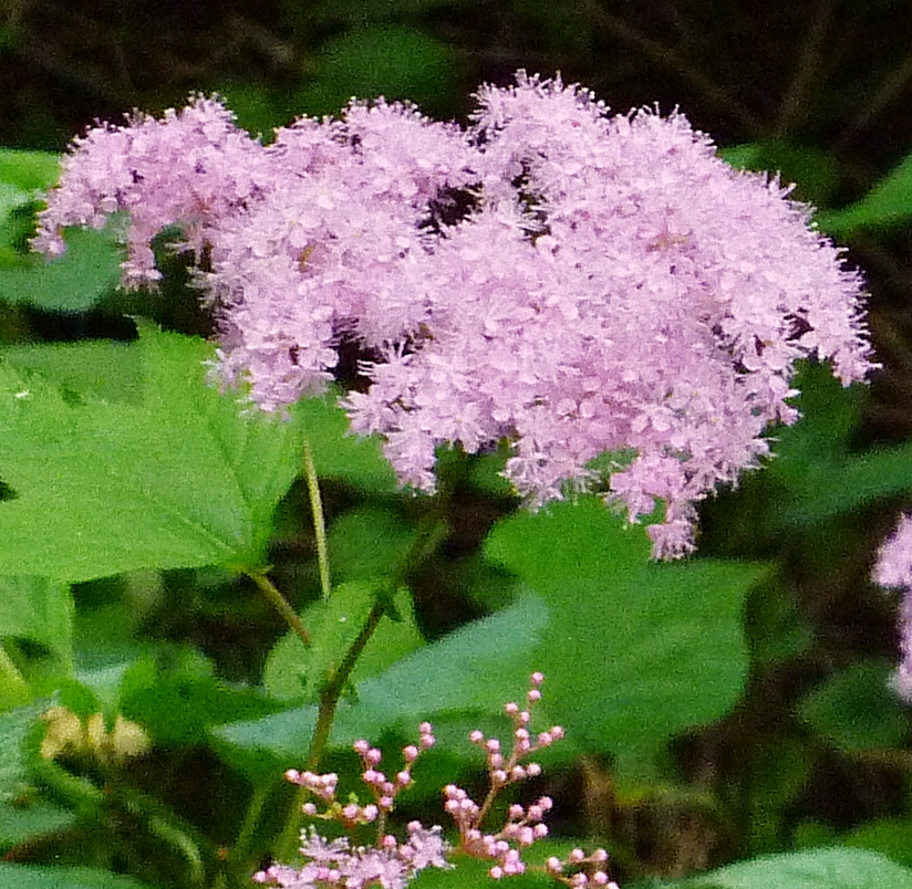 アジサイ 紫陽花