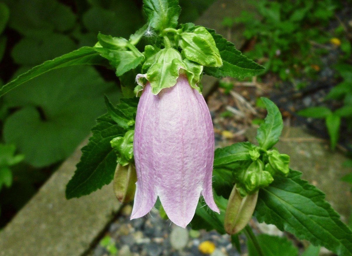 ホタルブクロ？