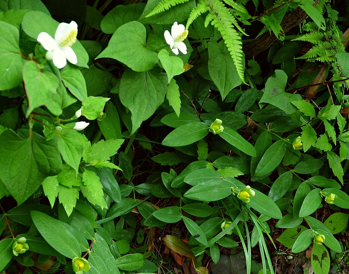 ドクダミ 黄色いつぼみ