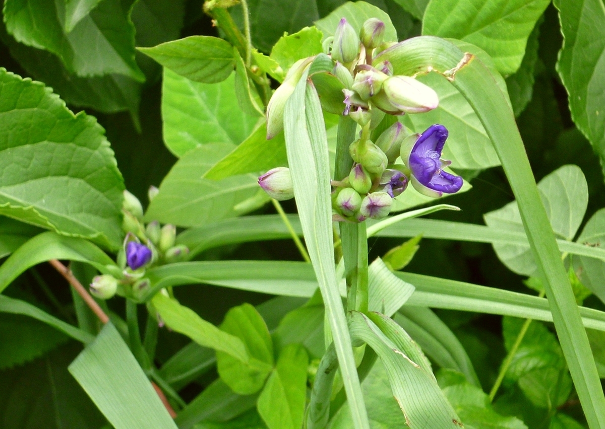 裏庭のツユムラサキ