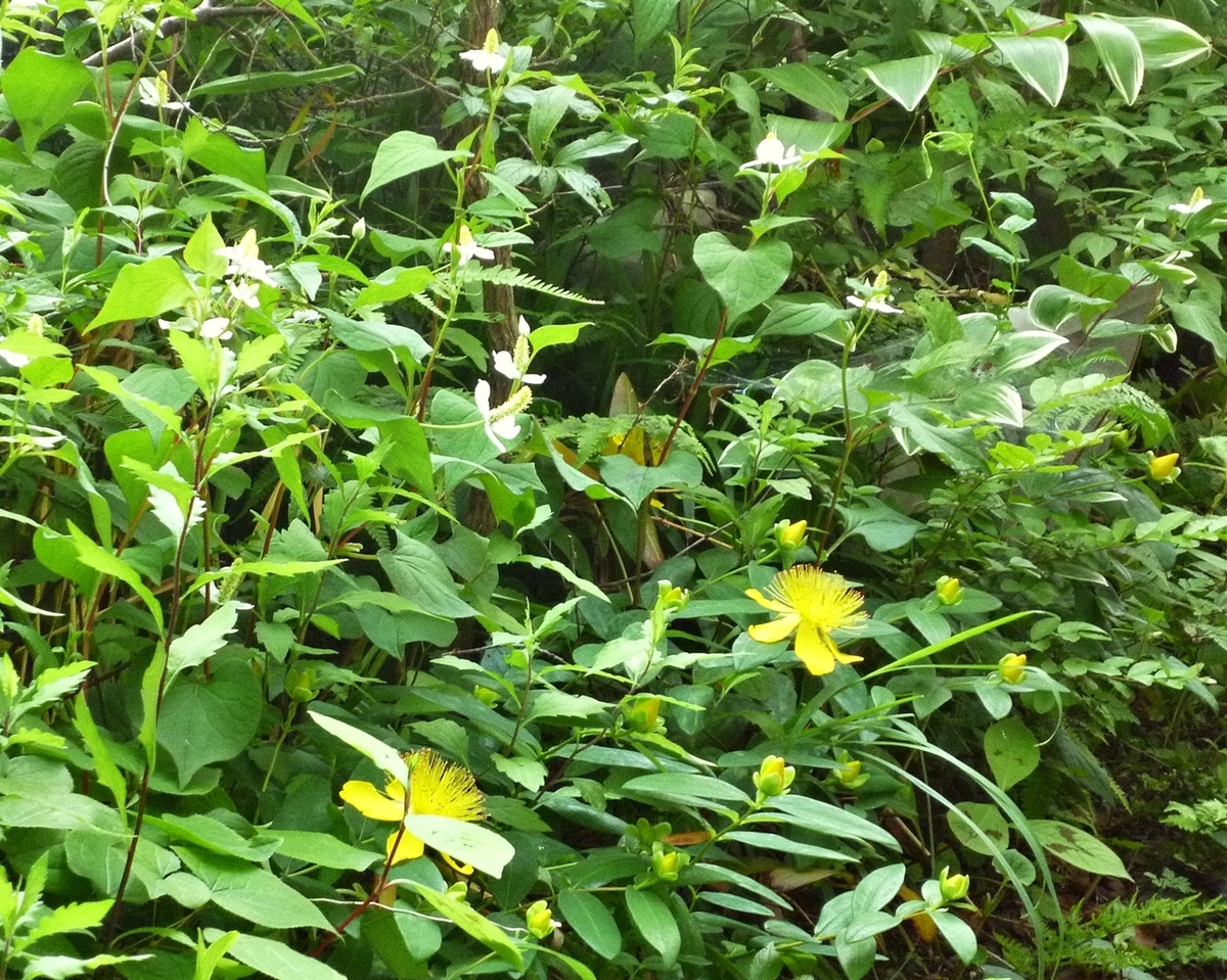 ドクダミ ビジョヤナギ（美女柳） 庭