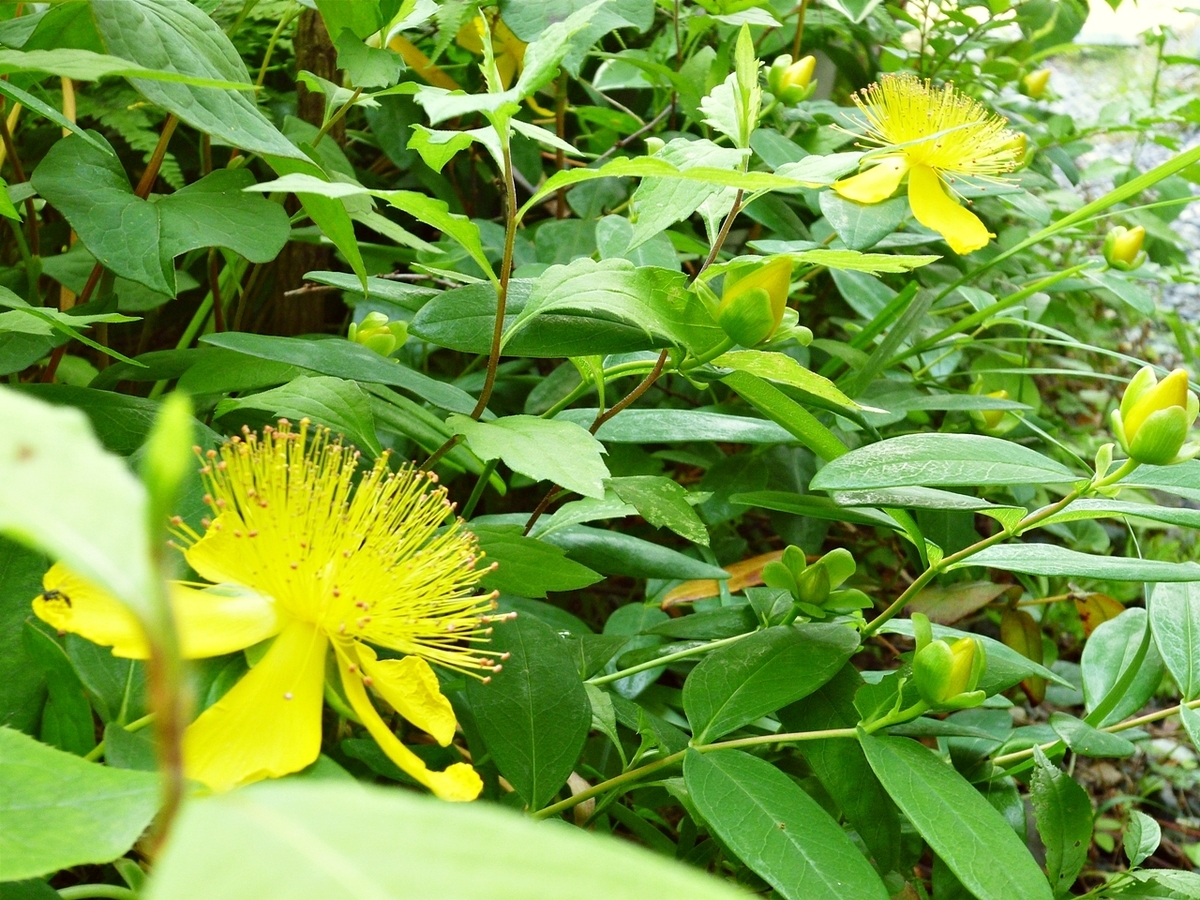 ビジョヤナギ（美女柳）