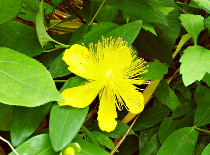 ビジョヤナギ（美女柳）