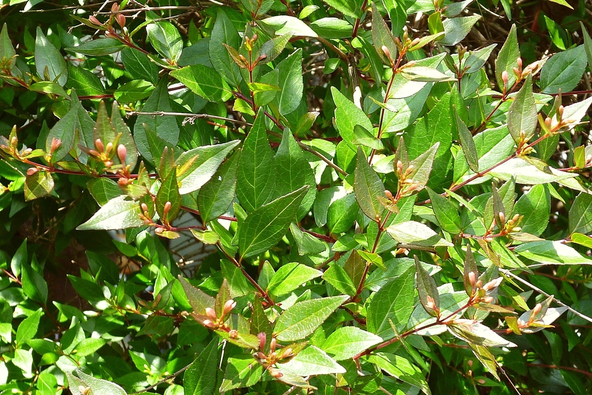 庭の木のつぼみ 蕾