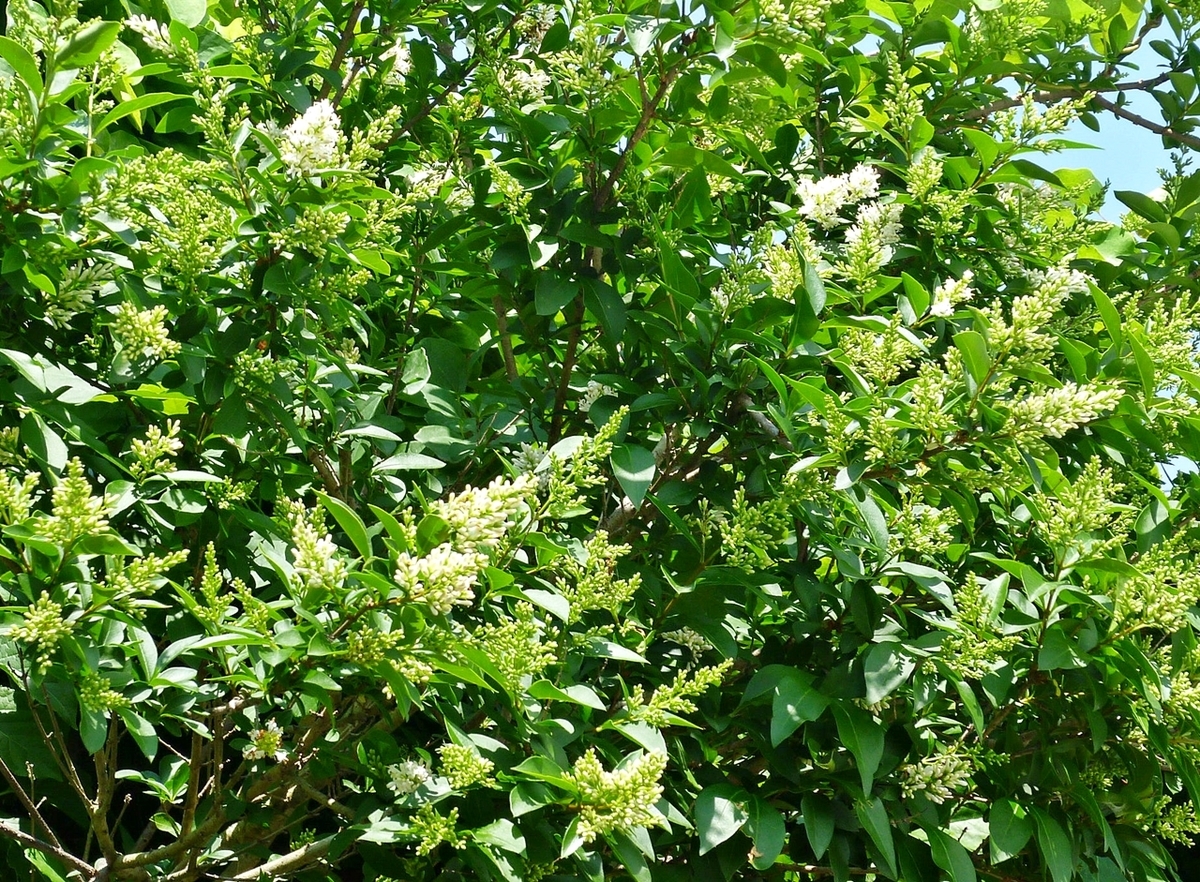 庭の木の白い花