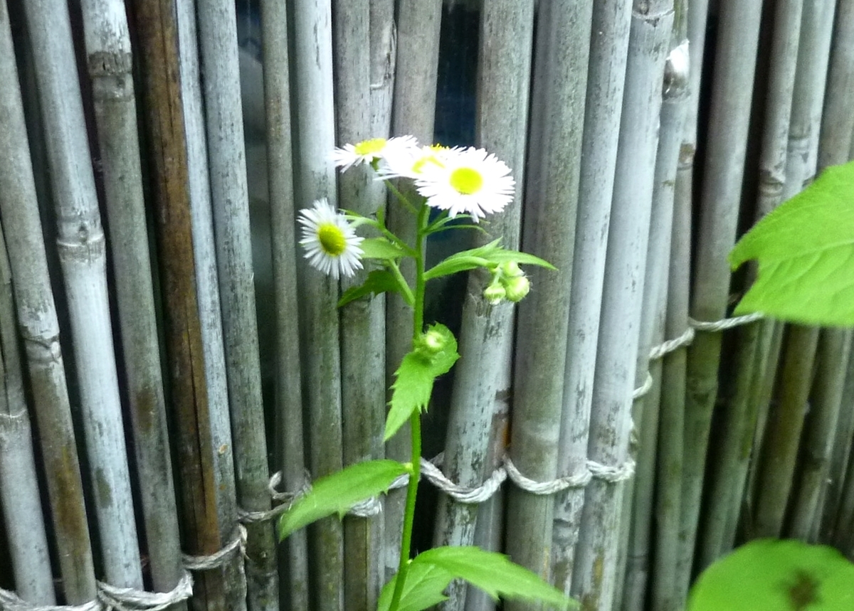 雑草の白い花